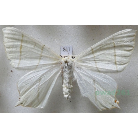 Ourapteryx sambucaria (Linnaeus, 1758) female Bodzieniec bzowiak Czech81l